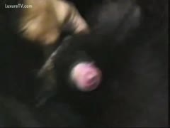 Guy squeezing his dogs balls until it gets hard and cums 